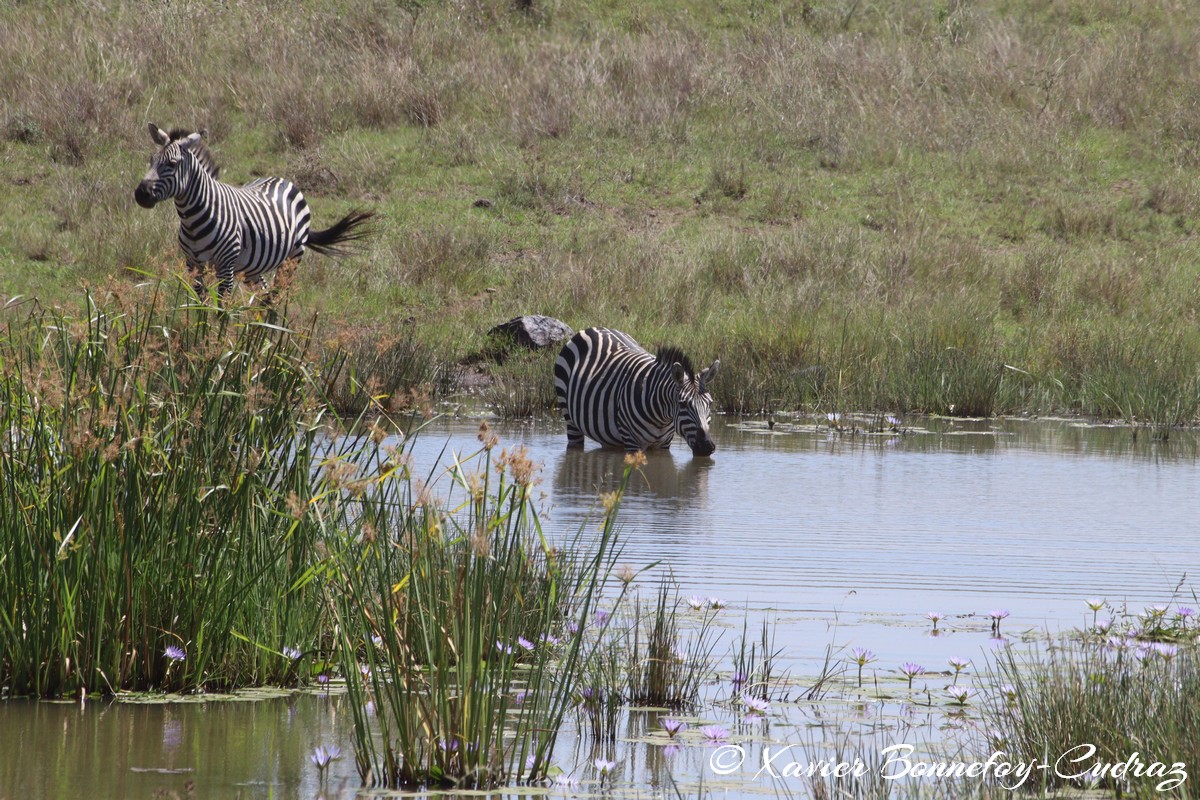 Nairobi National Park - Grant’s zebra
Mots-clés: geo:lat=-1.36289939 geo:lon=36.86141393 geotagged KEN Kenya Nairobi Area Real Nairobi National Park animals Grant’s zebra zebre