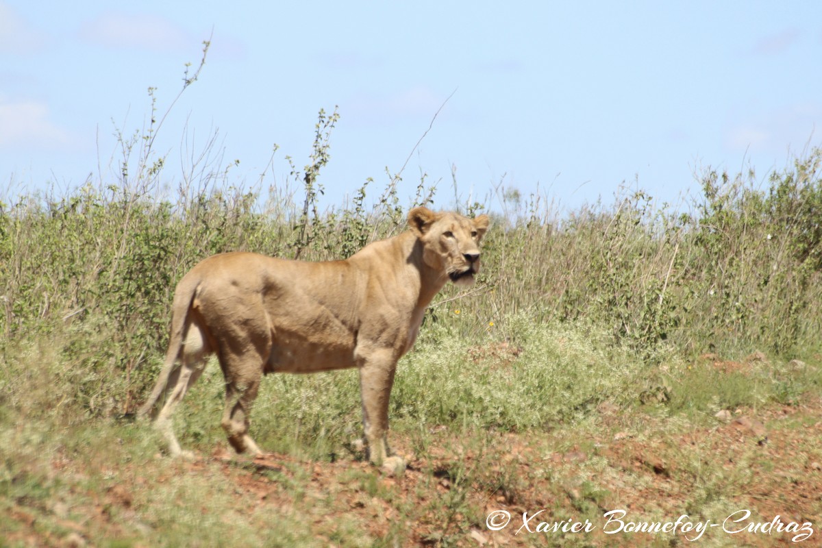 Nairobi National Park - Lioness
Mots-clés: geo:lat=-1.36043798 geo:lon=36.80731339 geotagged KEN Kenya Nairobi Area Nairobi National Park animals Lion