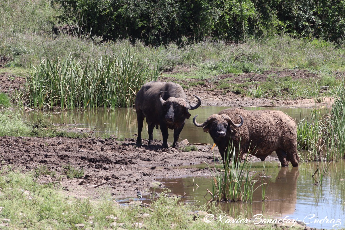 Nairobi National Park - Buffalo
Mots-clés: geo:lat=-1.35057022 geo:lon=36.79864449 geotagged KEN Kenya Nairobi Area Nairobi National Park animals Buffle Buffalo