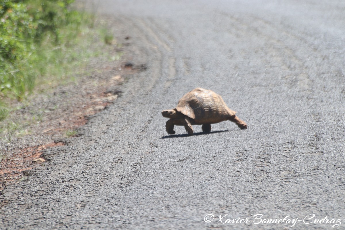 Nairobi National Park - Turtle
Mots-clés: geo:lat=-1.34160300 geo:lon=36.78486153 geotagged Jambo KEN Kenya Nairobi Area Nairobi National Park animals Tortue