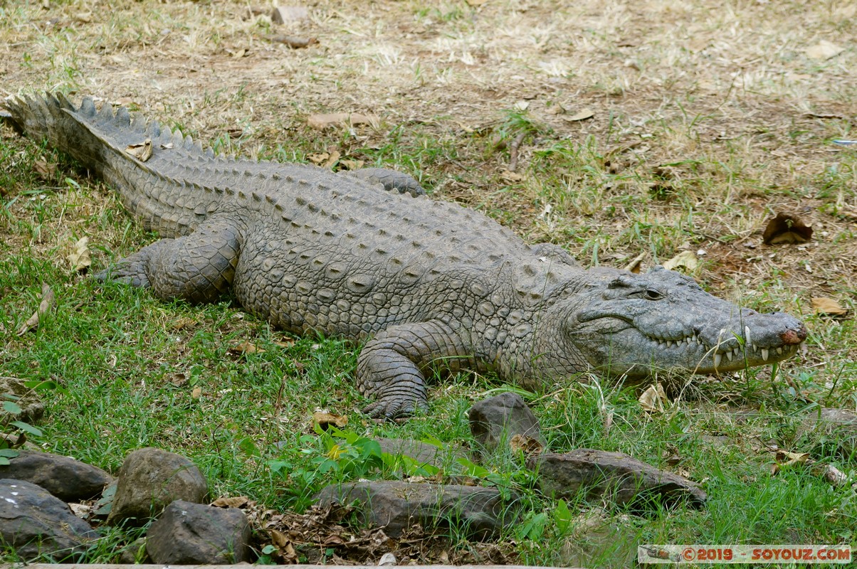 Nairobi Safari Walk - Crocodile
Mots-clés: Bomas of Kenya KEN Kenya Nairobi Area Nairobi Safari Walk animals crocodile