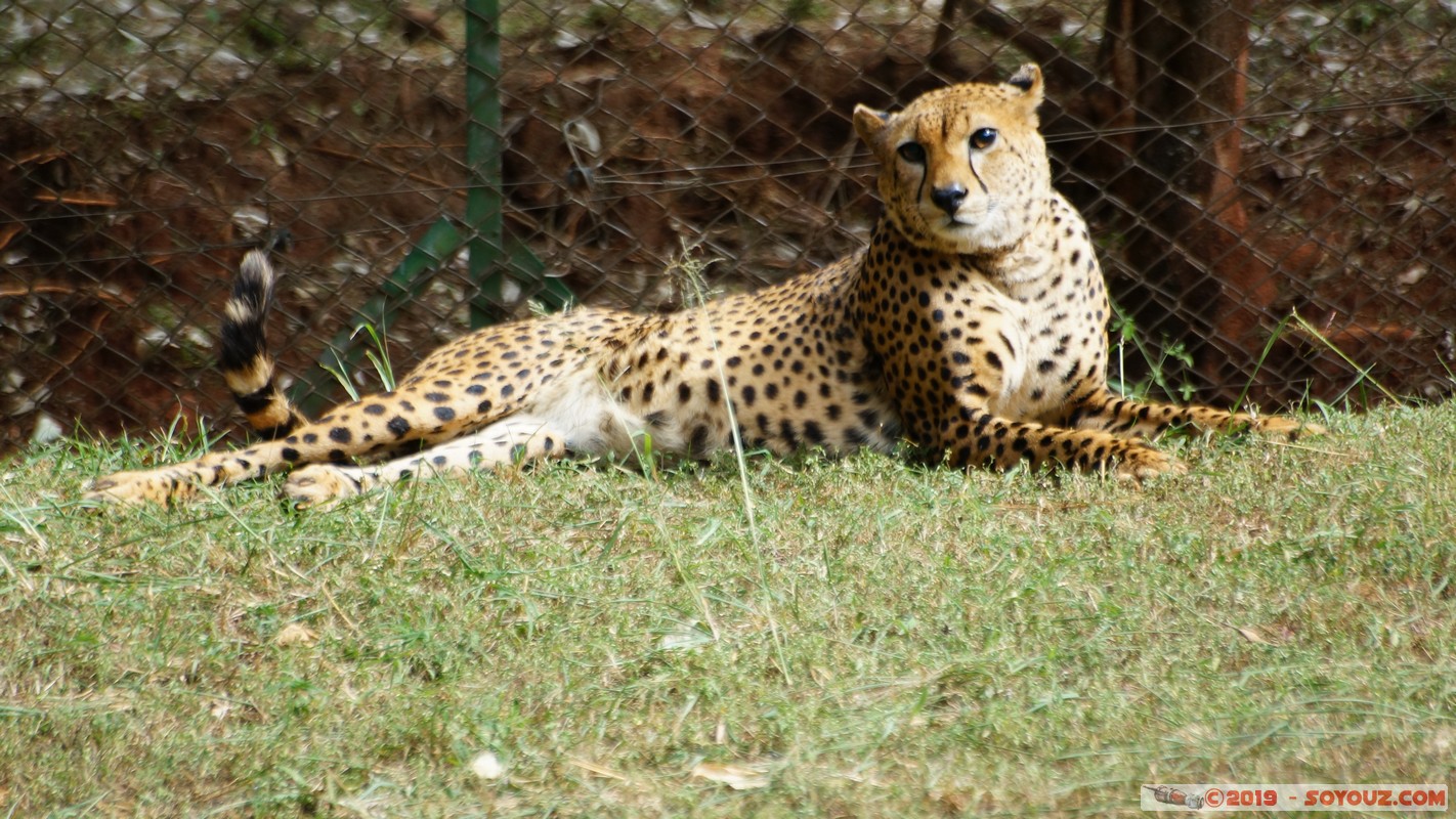 Nairobi Safari Walk - Cheetah
Mots-clés: Bomas of Kenya KEN Kenya Nairobi Area Nairobi Safari Walk animals guepard