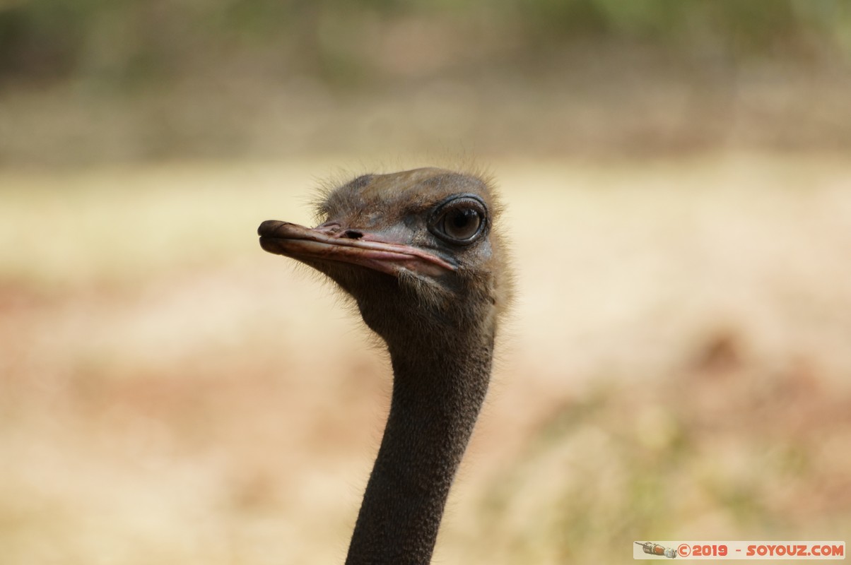 Nairobi Safari Walk - Ostrich
Mots-clés: Bomas of Kenya KEN Kenya Nairobi Area Nairobi Safari Walk animals oiseau Autruche