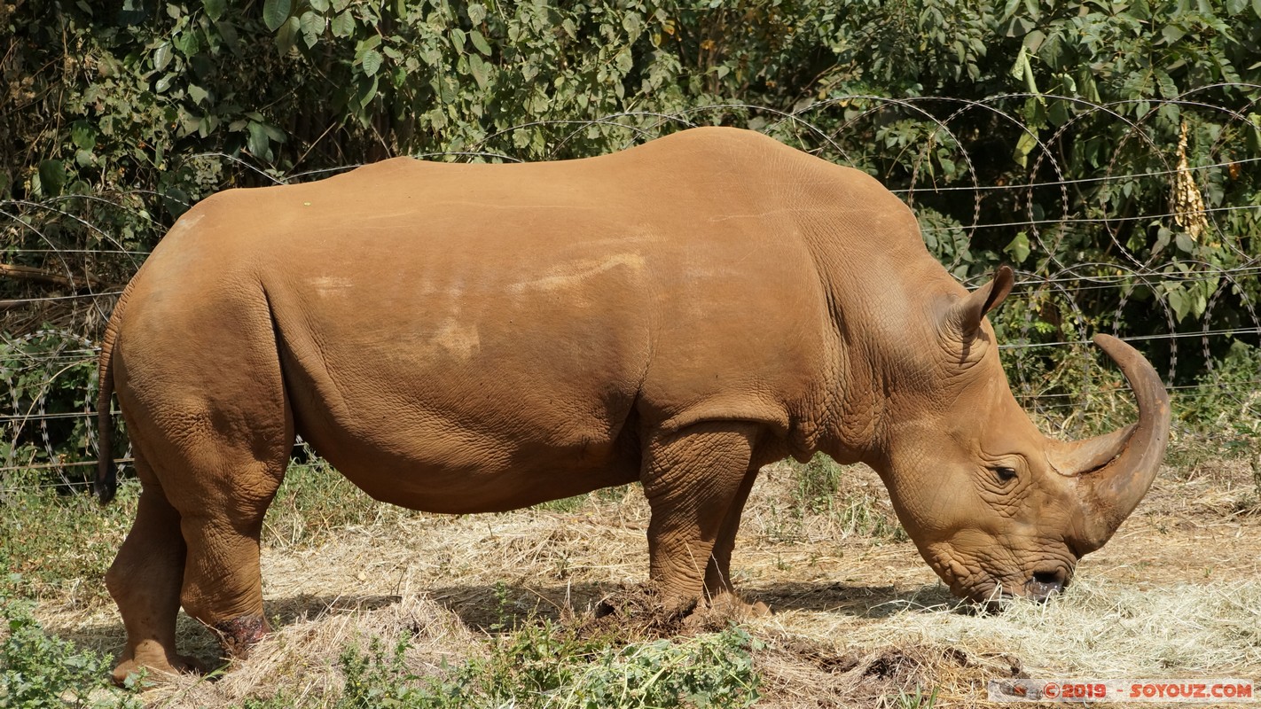 Nairobi Safari Walk - Rhinoceros
Mots-clés: Bomas of Kenya KEN Kenya Nairobi Area Nairobi Safari Walk animals Rhinoceros