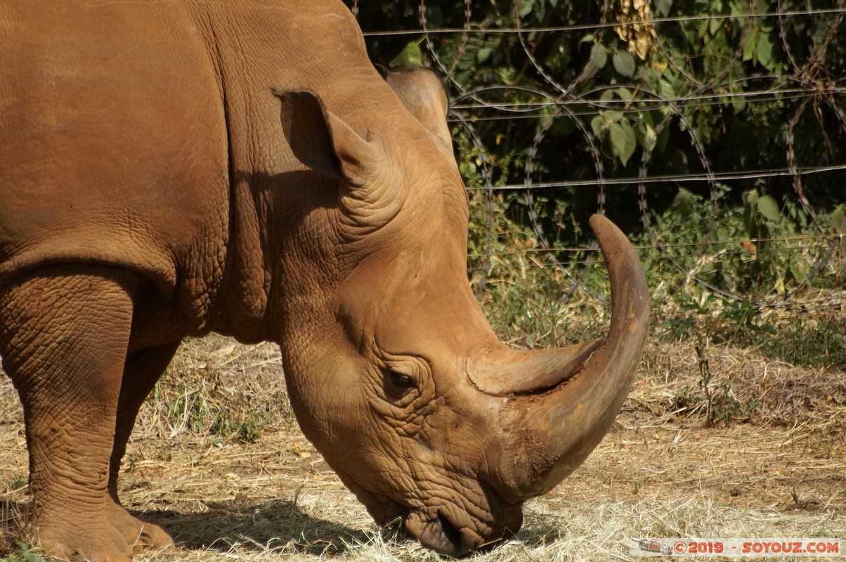 Nairobi Safari Walk - Rhinoceros
Mots-clés: Bomas of Kenya KEN Kenya Nairobi Area Nairobi Safari Walk animals Rhinoceros