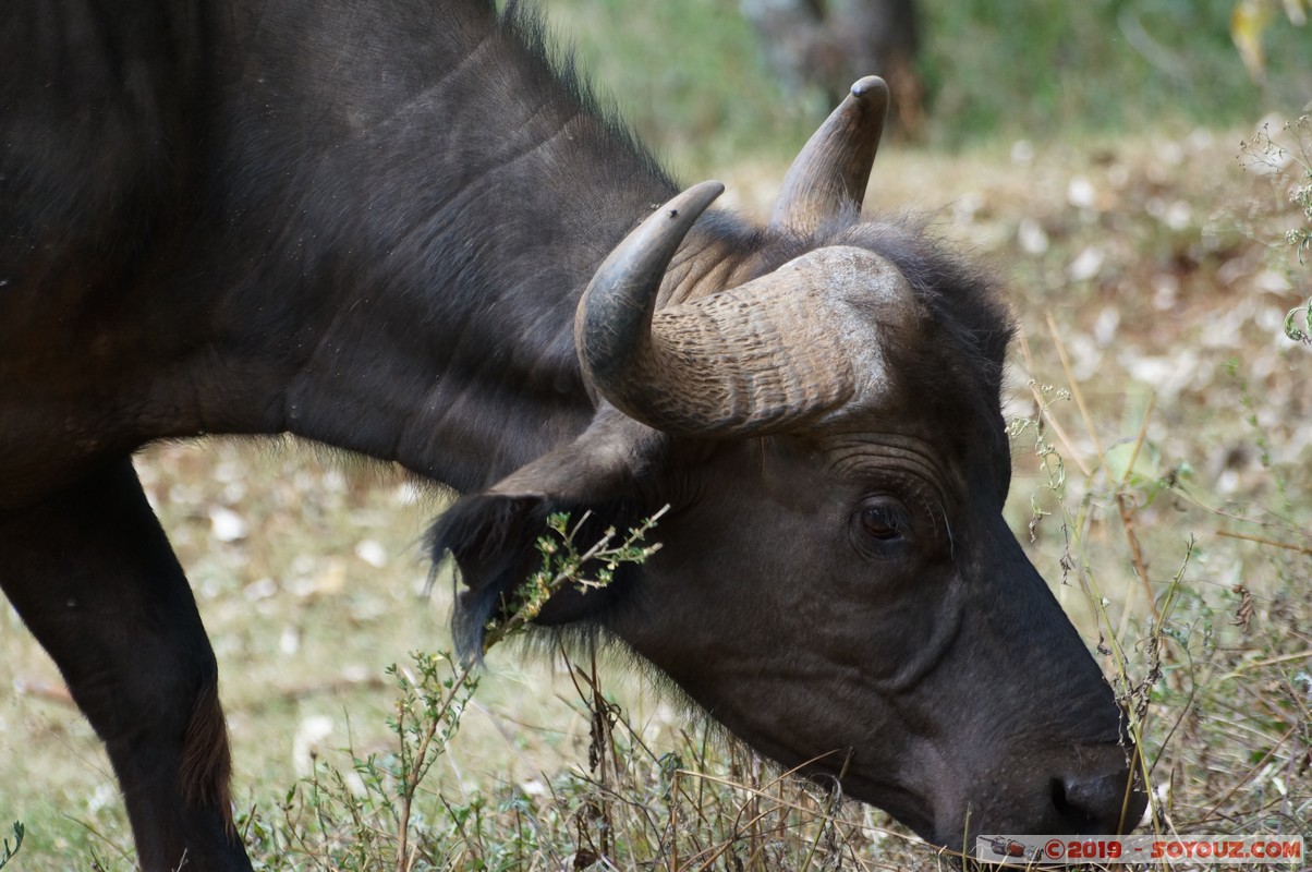 Nairobi Safari Walk - Buffalo
Mots-clés: Bomas of Kenya KEN Kenya Nairobi Area Nairobi Safari Walk animals Buffle