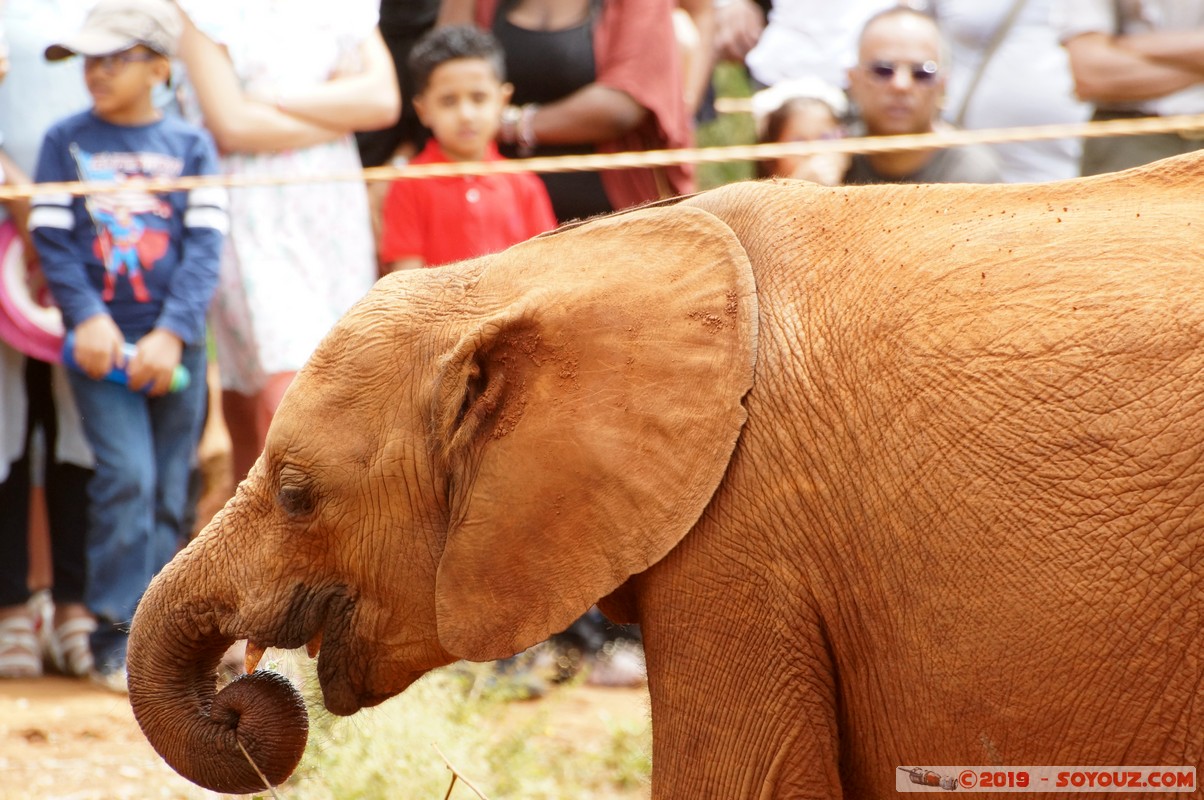 Nairobi - Sheldrick Elephant Orphanage
Mots-clés: KEN Kenya Mbagathi Nairobi Area Sheldrick Elephant & Rhino Orphanage animals Elephant