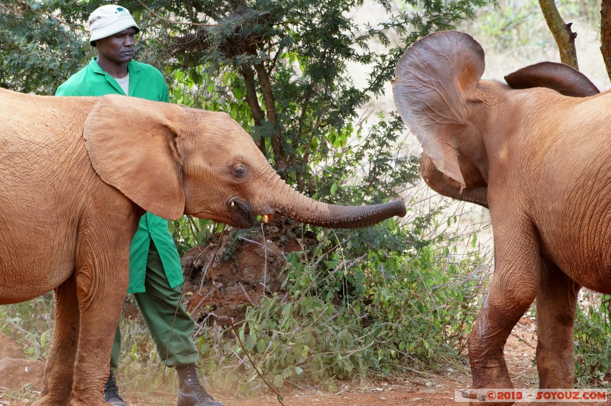 Nairobi - Sheldrick Elephant Orphanage
Mots-clés: KEN Kenya Mbagathi Nairobi Area Sheldrick Elephant & Rhino Orphanage animals Elephant