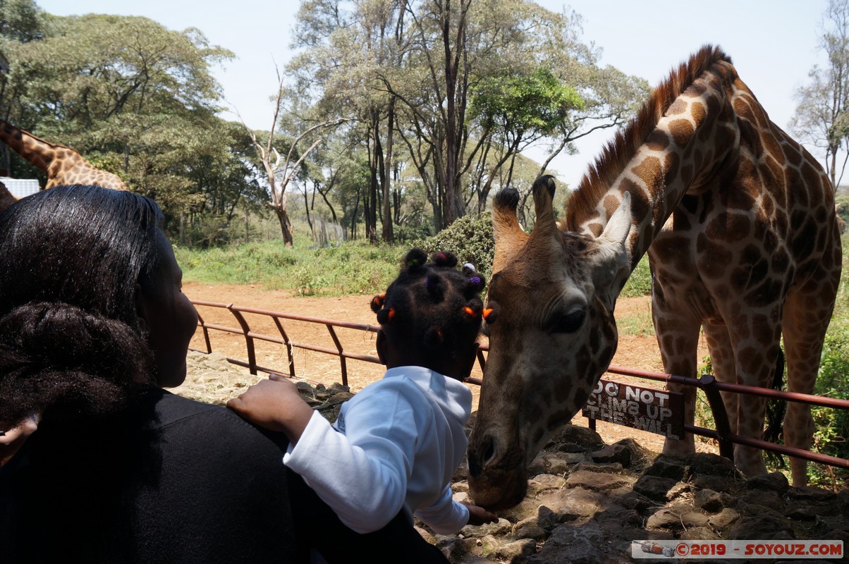Nairobi - Giraffe Centre -
Mots-clés: KEN Kenya Nairobi Area Giraffe Centre animals Giraffe