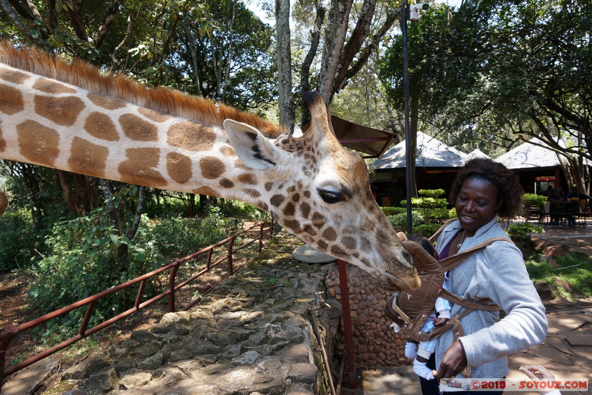 Nairobi - Giraffe Centre
Mots-clés: KEN Kenya Nairobi Area Giraffe Centre animals Giraffe