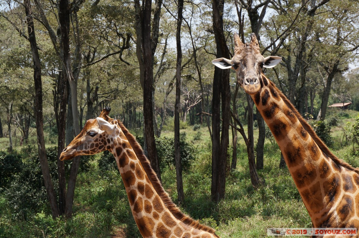 Nairobi - Giraffe Centre
Mots-clés: KEN Kenya Nairobi Area Giraffe Centre animals Giraffe