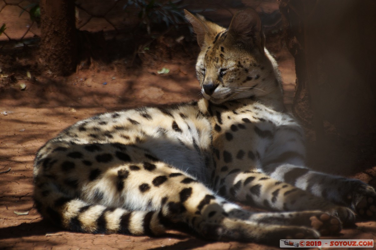 Nairobi - Animal Orphanage - Serval
Mots-clés: KEN Kenya Nairobi Area Animal Orphanage animals serval