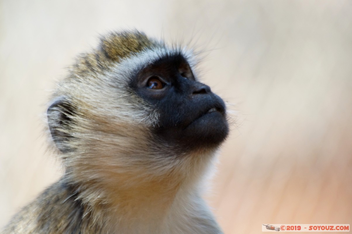 Nairobi - Animal Orphanage - Vervet Monkey
Mots-clés: KEN Kenya Nairobi Area Animal Orphanage animals singes Vervet