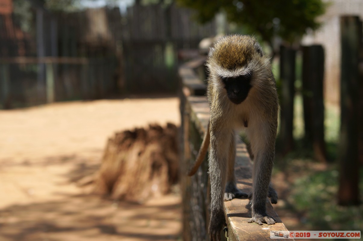 Nairobi - Animal Orphanage - Vervet Monkey
Mots-clés: KEN Kenya Nairobi Area Animal Orphanage animals singes Vervet