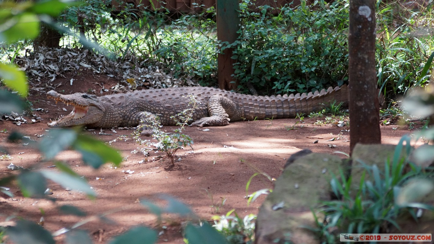 Nairobi - Animal Orphanage - Crocodile
Mots-clés: KEN Kenya Nairobi Area Animal Orphanage animals crocodile