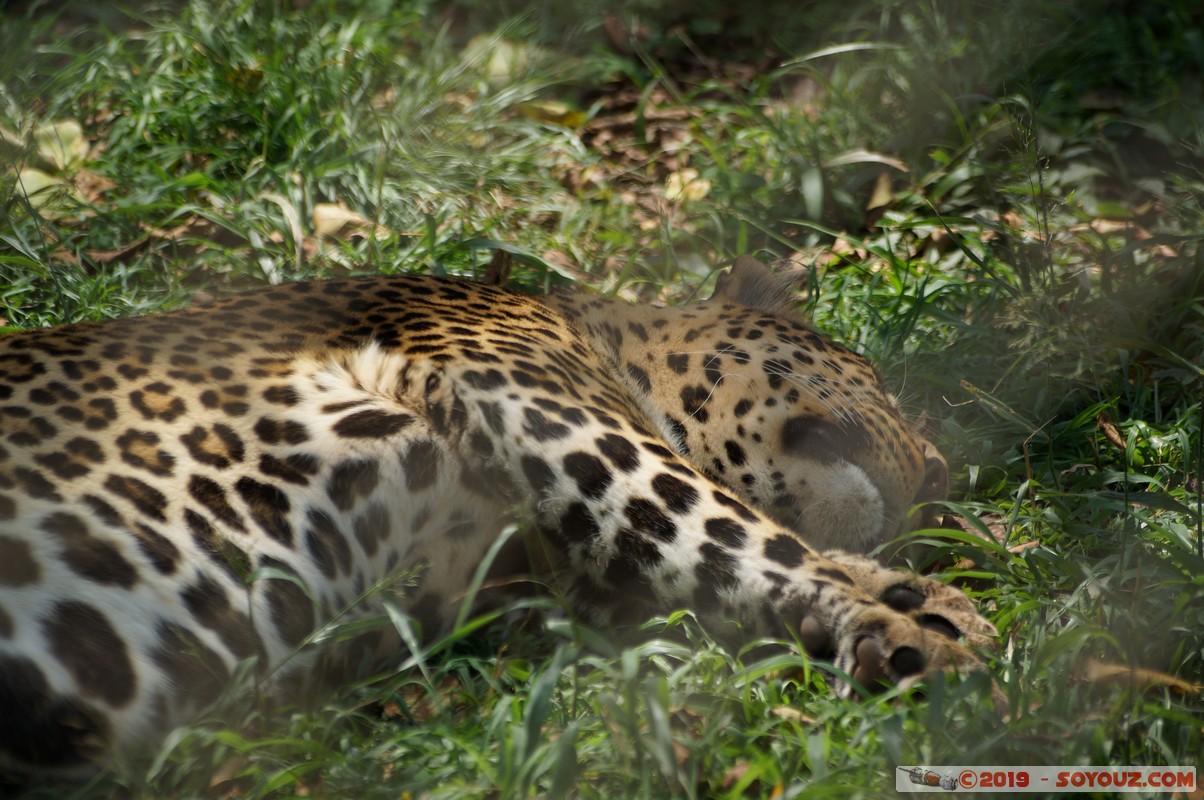 Nairobi - Animal Orphanage - Leopard
Mots-clés: KEN Kenya Nairobi Area Animal Orphanage animals Leopard