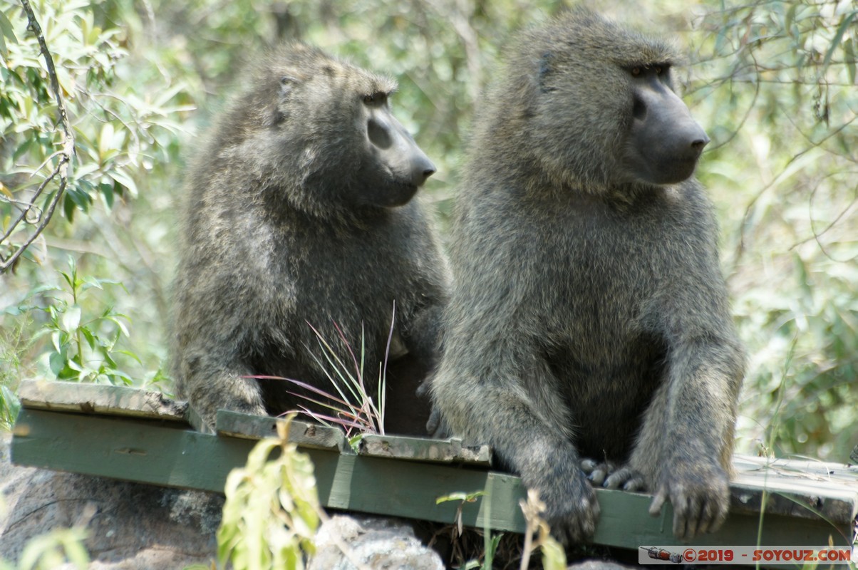Hell's Gate - Baboons
Mots-clés: KEN Kenya Lolonito Narok Hell's Gate animals Babouin singes