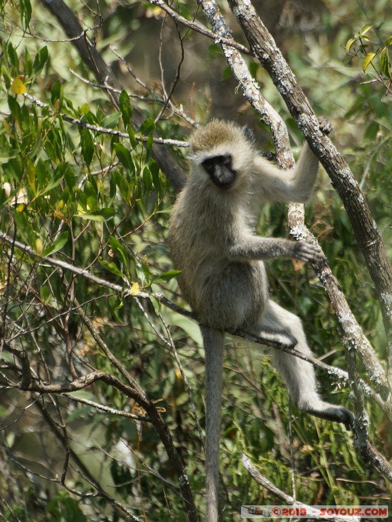 Hell's Gate - Vervet Monkeys
Mots-clés: KEN Kenya Lolonito Narok Hell's Gate animals singes Vervet