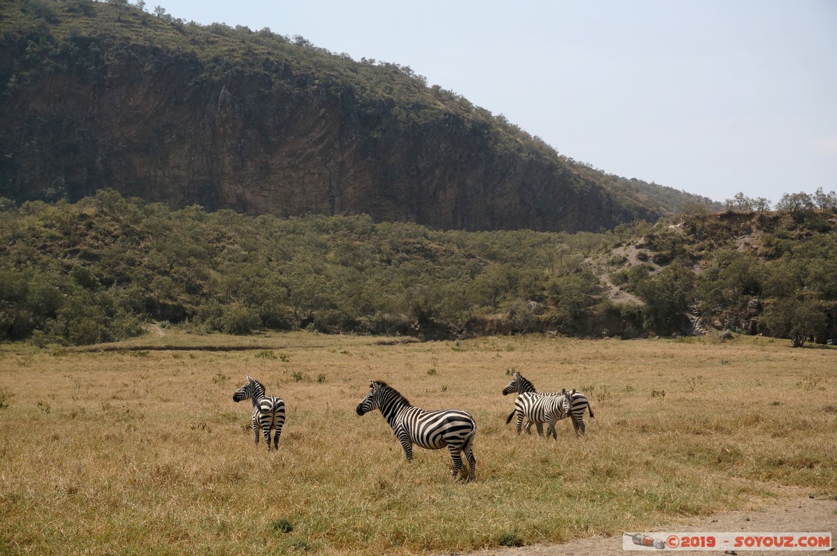Hell's Gate - Zebra
Mots-clés: Hippo Point KEN Kenya Nakuru Hell's Gate animals zebre