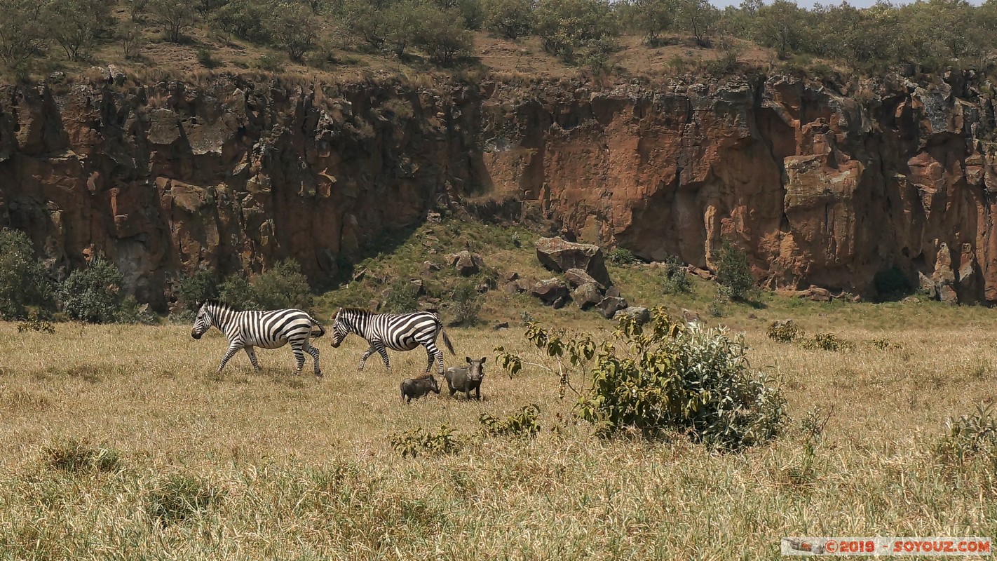 Hell's Gate - Warthog
Mots-clés: Hippo Point KEN Kenya Nakuru Hell's Gate animals zebre Phacochere