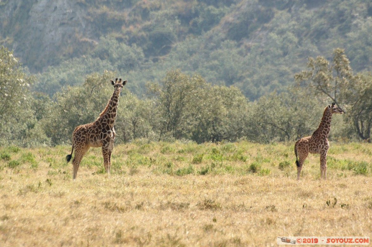 Hell's Gate - Giraffe
Mots-clés: KEN Kenya Lolonito Narok Hell's Gate animals zebre