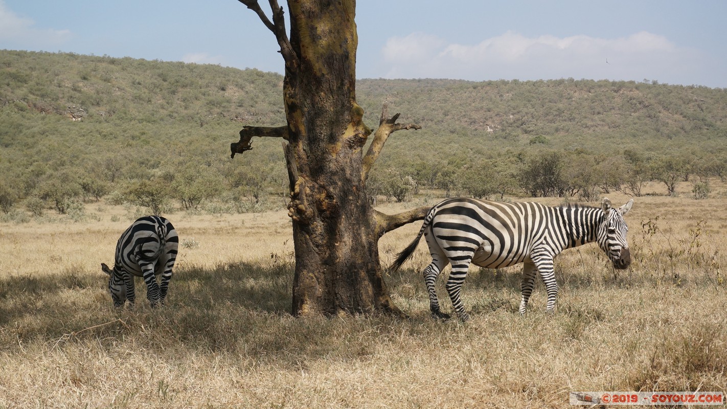 Hell's Gate - Zebra
Mots-clés: KEN Kenya Longonot Nakuru Hell's Gate animals zebre