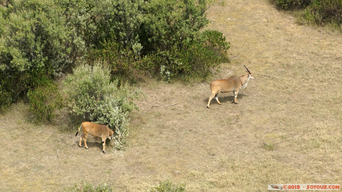 Nakuru - Crater lake - Common eland
Mots-clés: KEN Kenya Lentolia Stud Nakuru Crater lake animals Eland