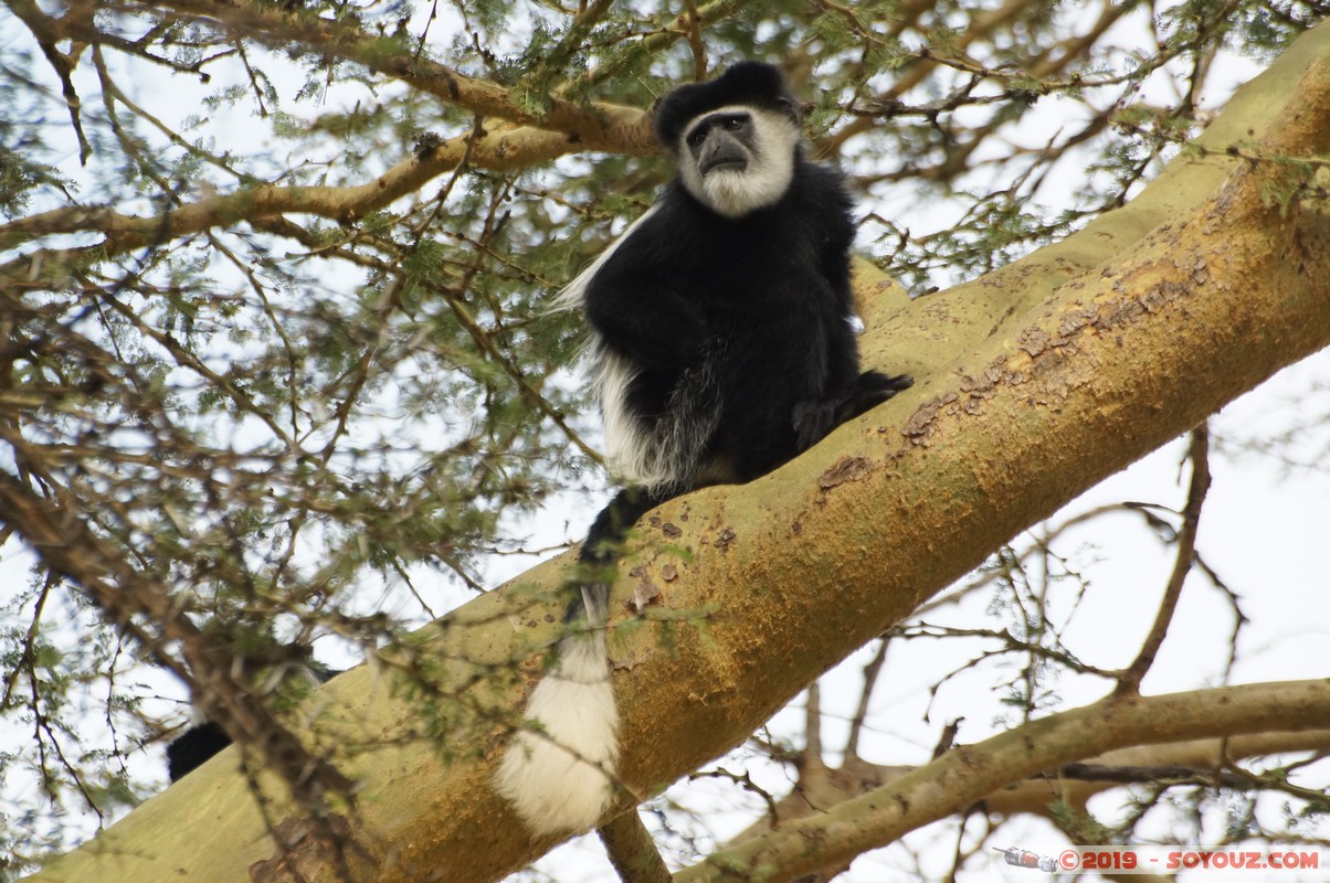 Nakuru - Crater lake - Colobus Monkey
Mots-clés: KEN Kenya Lentolia Stud Nakuru Crater lake Colobus animals singes