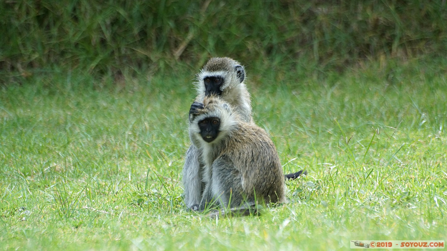 Nakuru - Crater lake - Vervet Monkey
Mots-clés: KEN Kenya Lentolia Stud Nakuru Crater lake animals singes Vervet