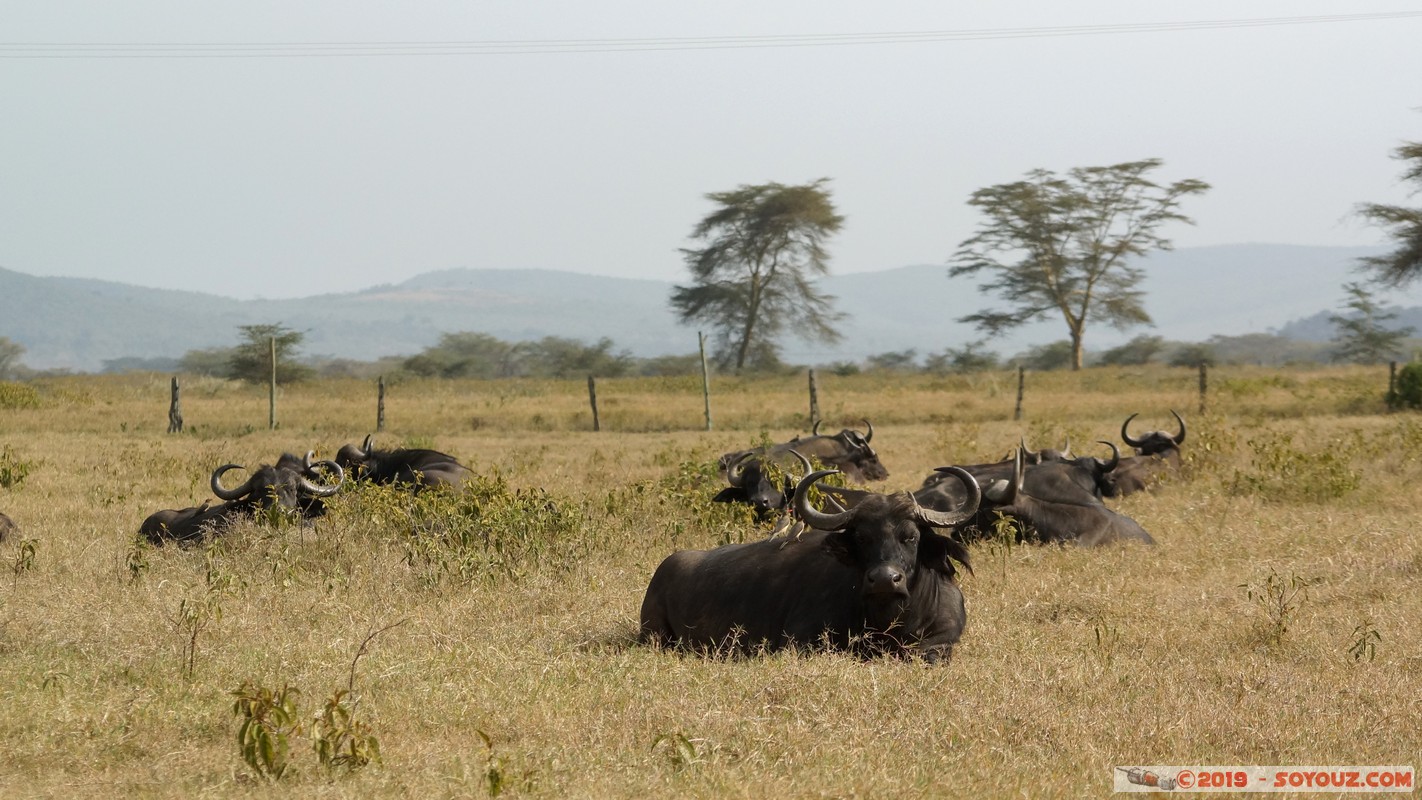 Nakuru - Crater lake - Buffalo
Mots-clés: KEN Kenya Lentolia Stud Nakuru Crater lake animals Buffle