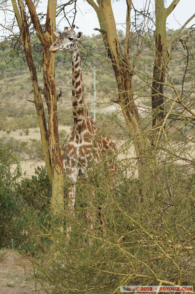 Nakuru - Giraffe
Mots-clés: KEN Kenya Kongoni Nakuru animals Giraffe