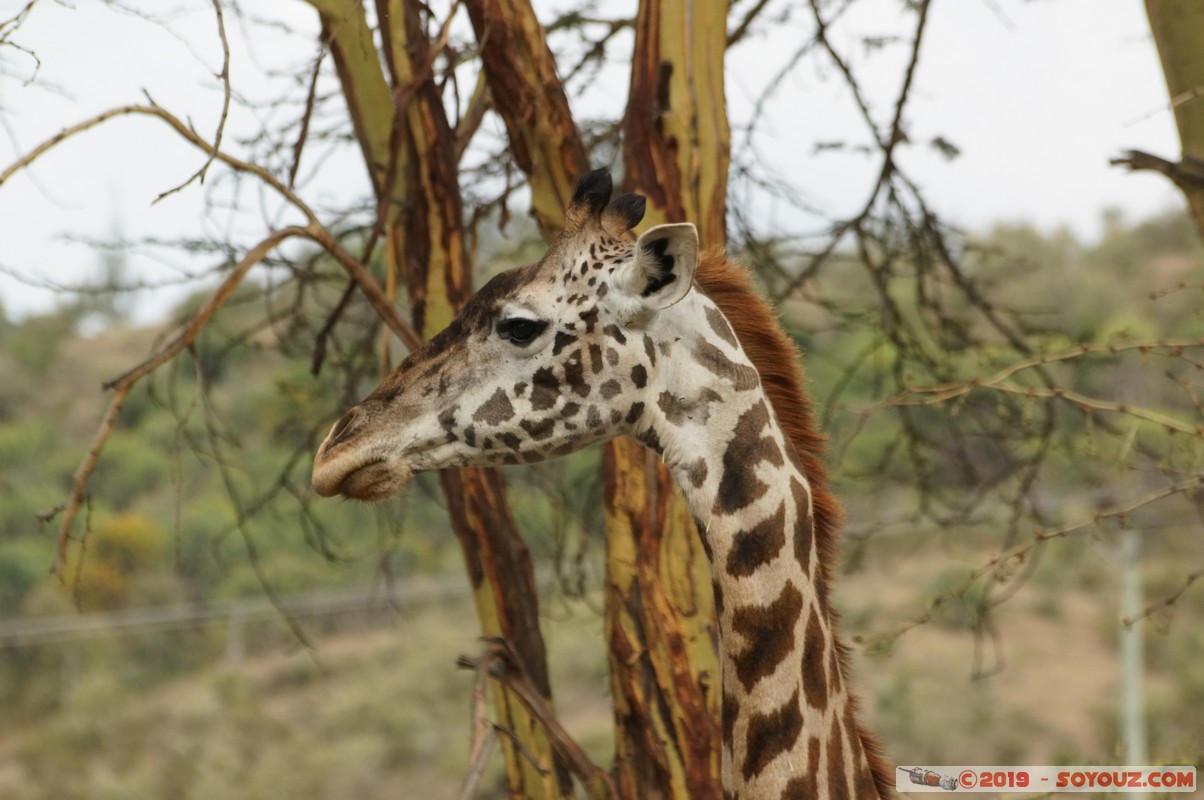 Nakuru - Giraffe
Mots-clés: KEN Kenya Kongoni Nakuru animals Giraffe