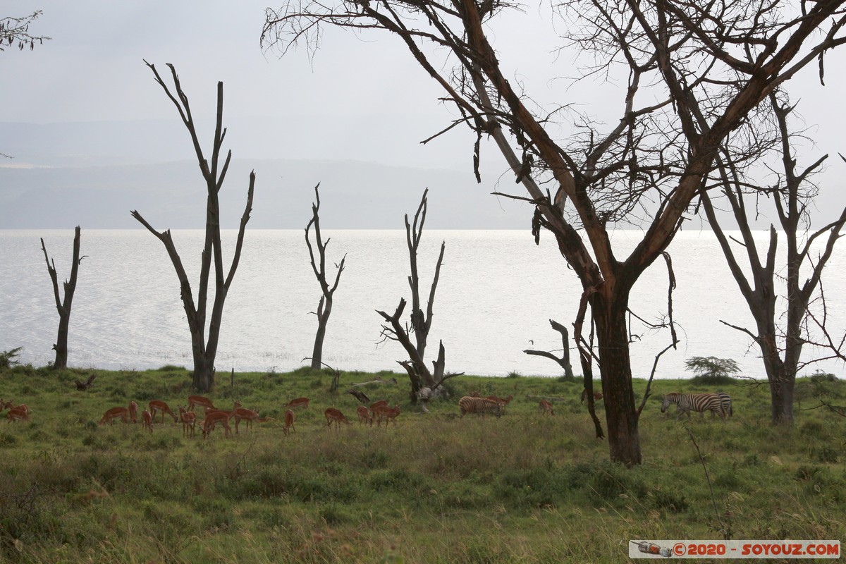 Lake Nakuru National Park
Mots-clés: KEN Kenya Nakuru Nderit Lake Nakuru National Park