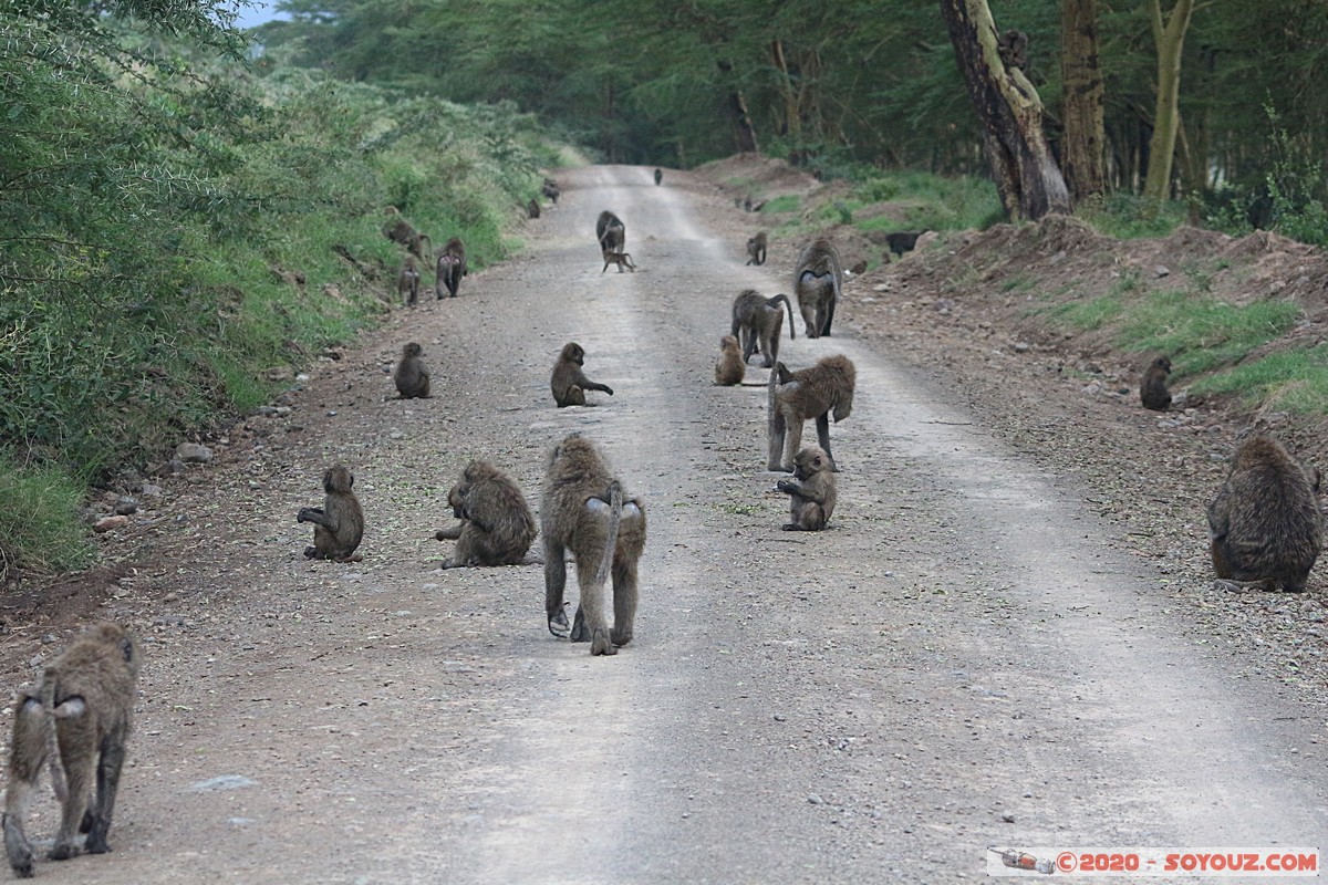 Lake Nakuru National Park - Baboon
Mots-clés: KEN Kenya Nakuru Nderit Lake Nakuru National Park animals singes Babouin