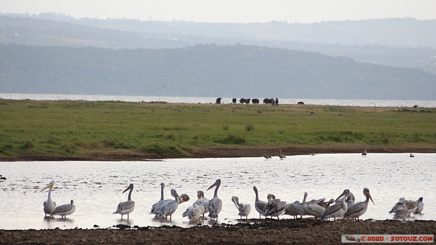 Lake Nakuru National Park - Pelican
Mots-clés: KEN Kenya Nakuru Nderit Lake Nakuru National Park animals oiseau pelican Lac