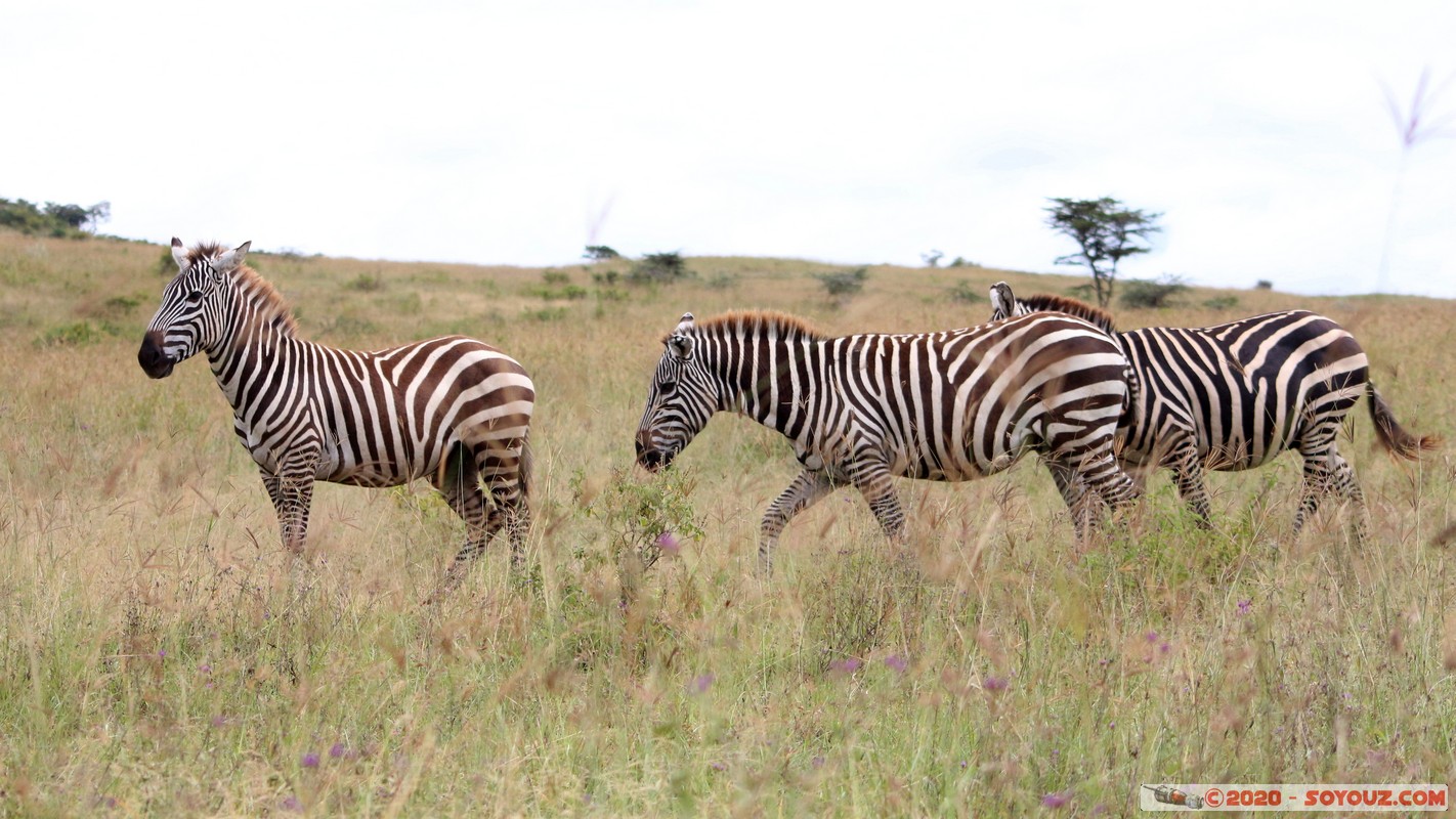 Lake Nakuru National Park - Zebra
Mots-clés: KEN Kenya Nakuru Nderit Lake Nakuru National Park zebre animals
