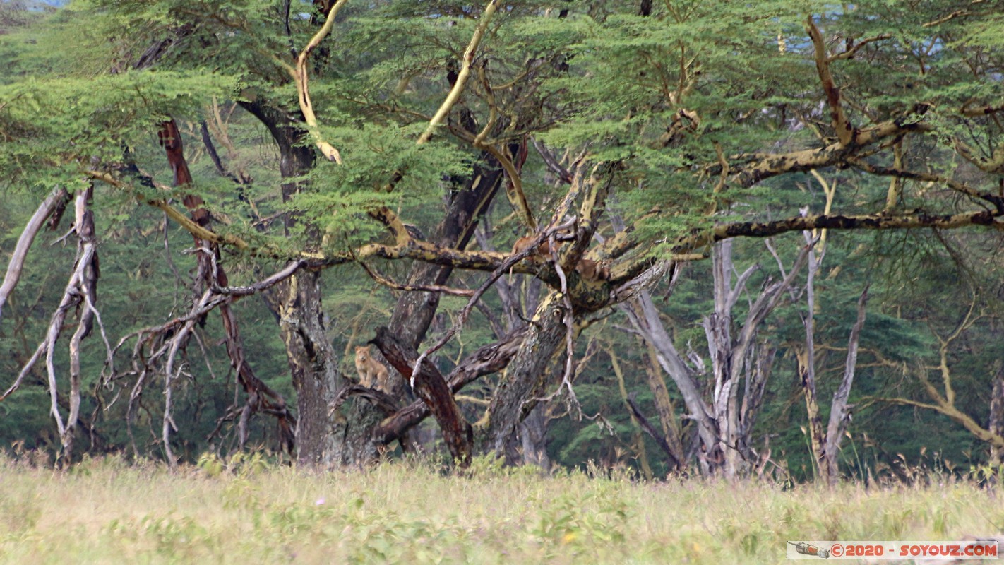 Lake Nakuru National Park - Lion
Mots-clés: KEN Kenya Nakuru Nderit Lake Nakuru National Park Lion animals