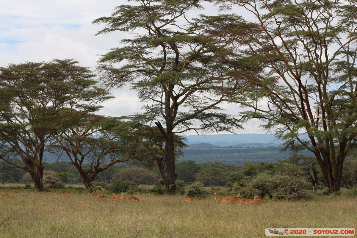 Lake Nakuru National Park - Grant's Gazelle
Mots-clés: KEN Kenya Nakuru Nderit Lake Nakuru National Park Grant's Gazelle