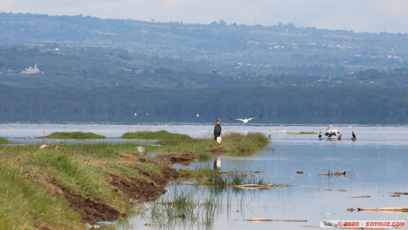 Lake Nakuru National Park - Marabou
Mots-clés: KEN Kenya Nakuru Nderit Lake Nakuru National Park animals oiseau Marabou