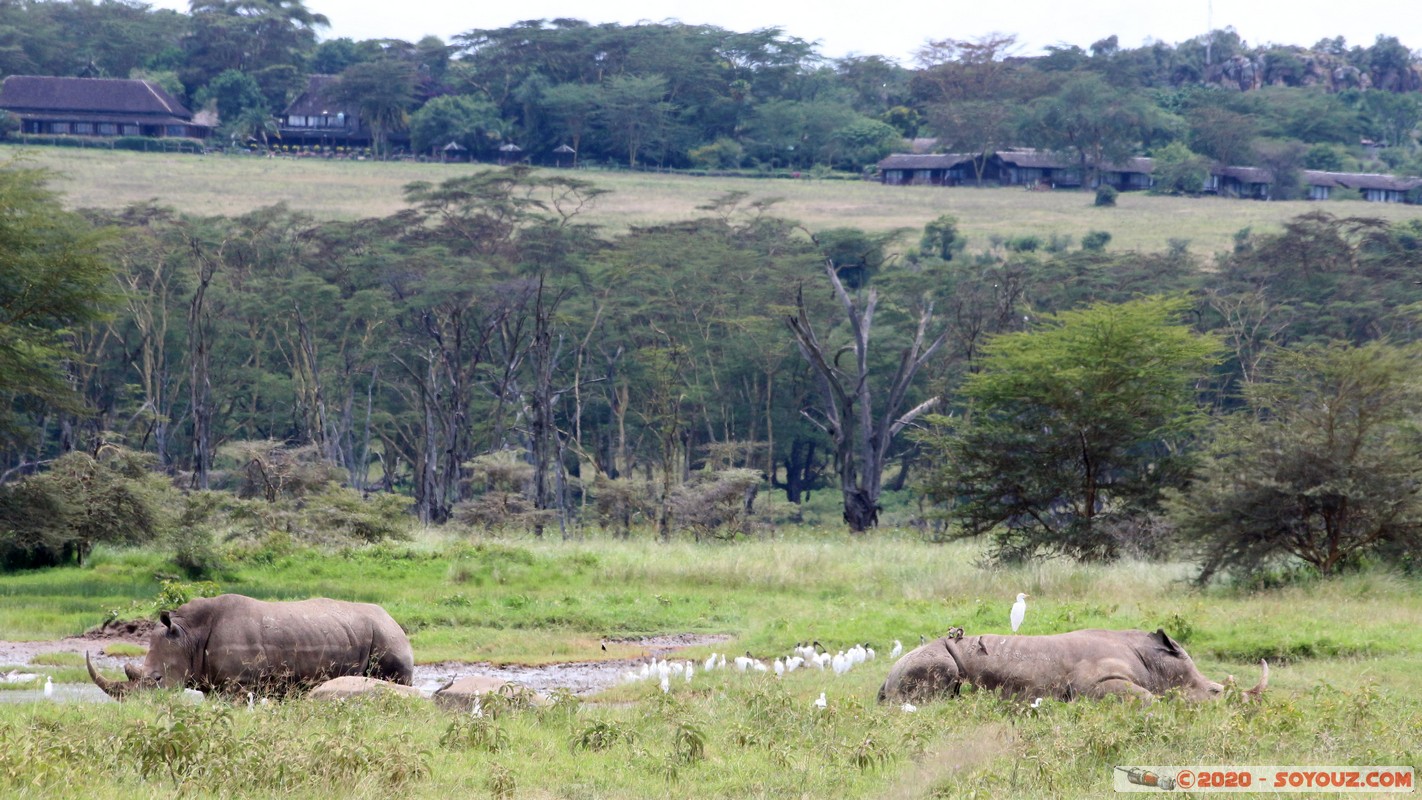 Lake Nakuru National Park - Rhinoceros
Mots-clés: KEN Kenya Nakuru Nderit Lake Nakuru National Park animals Rhinoceros