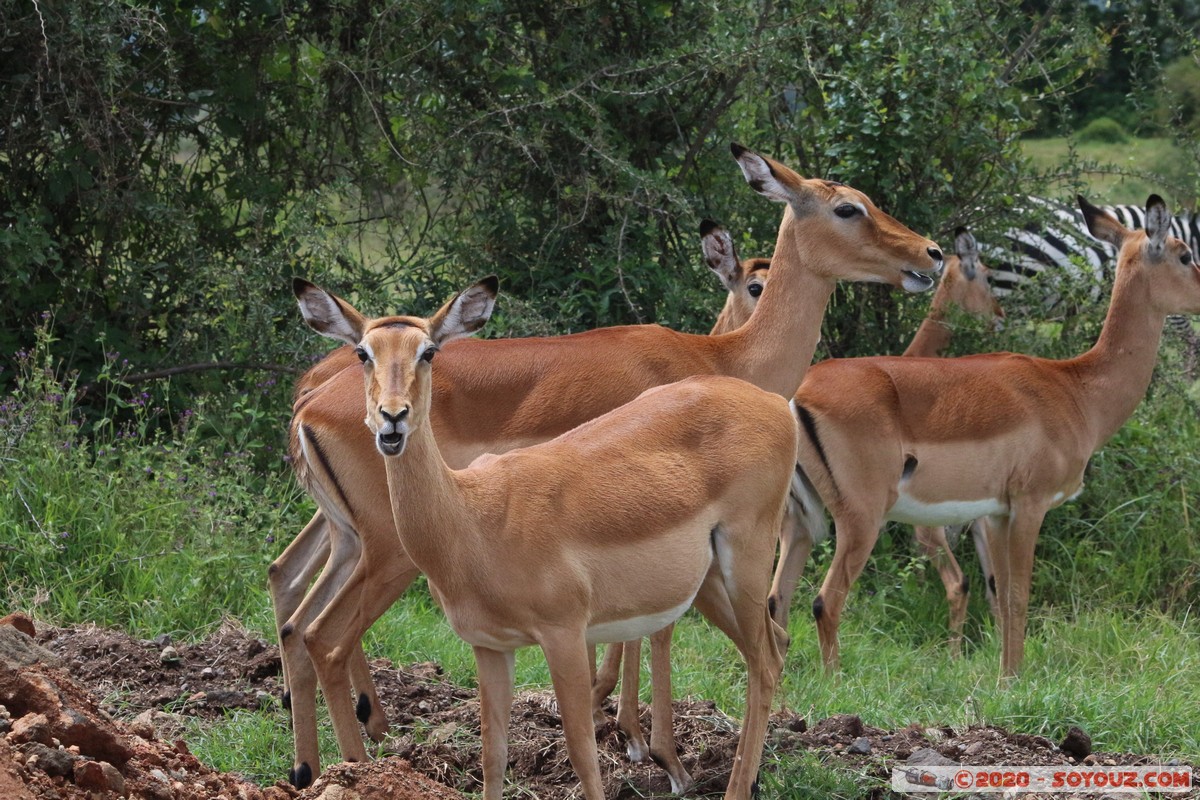 Lake Nakuru National Park - Grant's Gazelle
Mots-clés: KEN Kenya Long’s Drift Nakuru Lake Nakuru National Park Grant's Gazelle