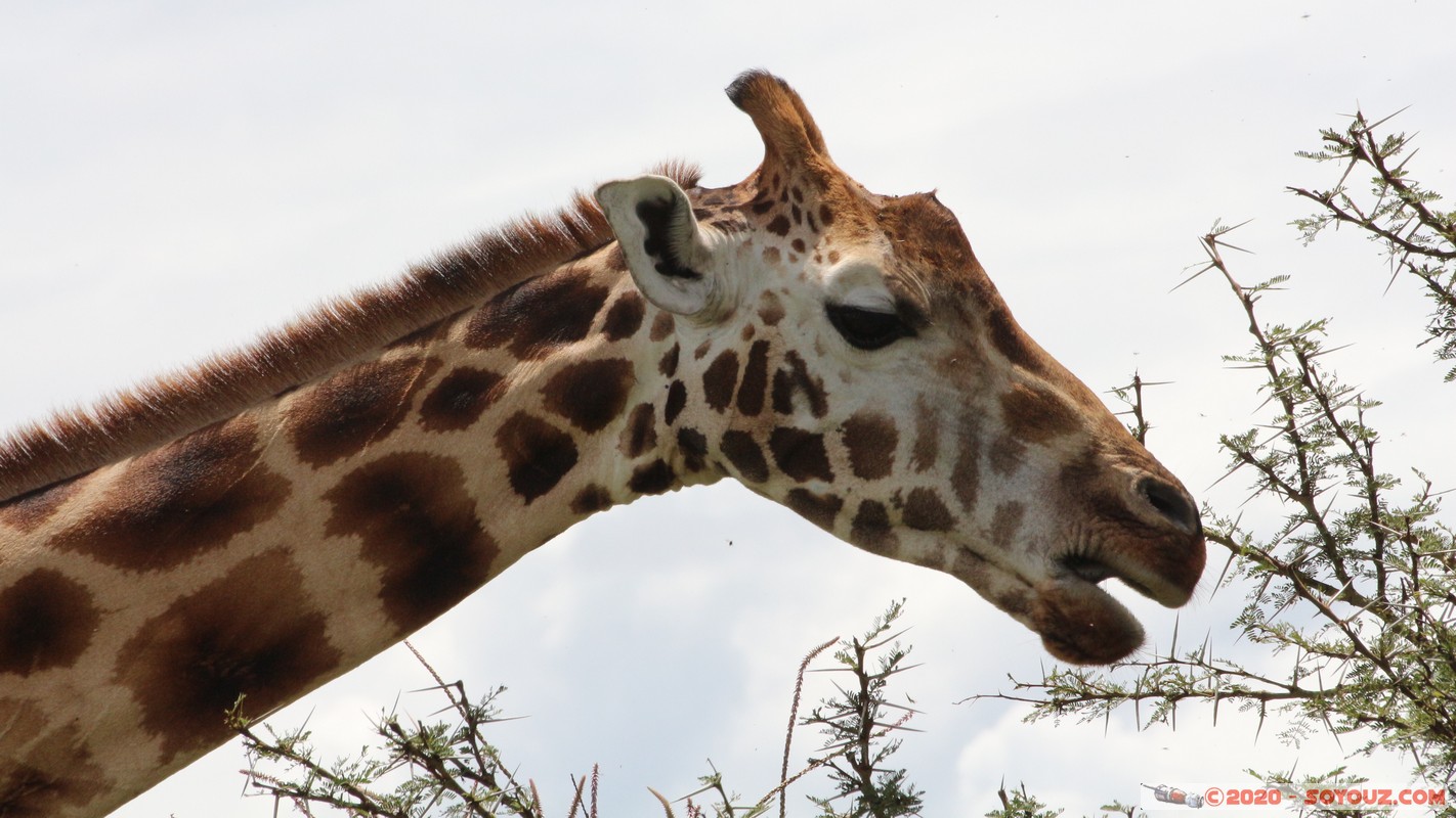 Lake Nakuru National Park - Giraffe
Mots-clés: KEN Kenya Long’s Drift Nakuru Lake Nakuru National Park Giraffe animals