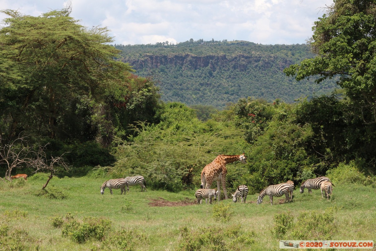 Lake Nakuru National Park - Zebra & Giraffe
Mots-clés: KEN Kenya Long’s Drift Nakuru Lake Nakuru National Park zebre animals Giraffe