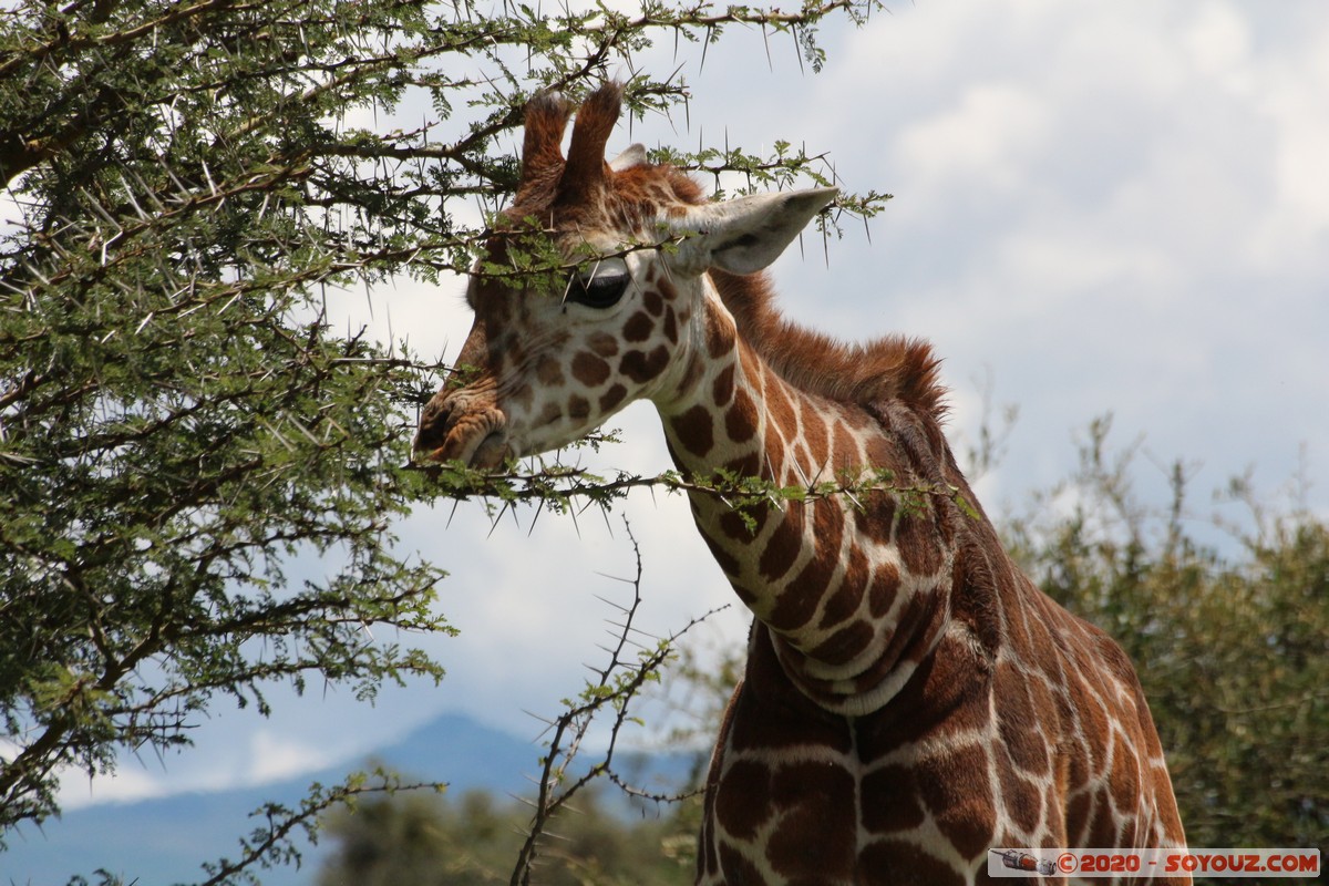 Lake Nakuru National Park - Giraffe
Mots-clés: KEN Kenya Long’s Drift Nakuru Lake Nakuru National Park Giraffe animals
