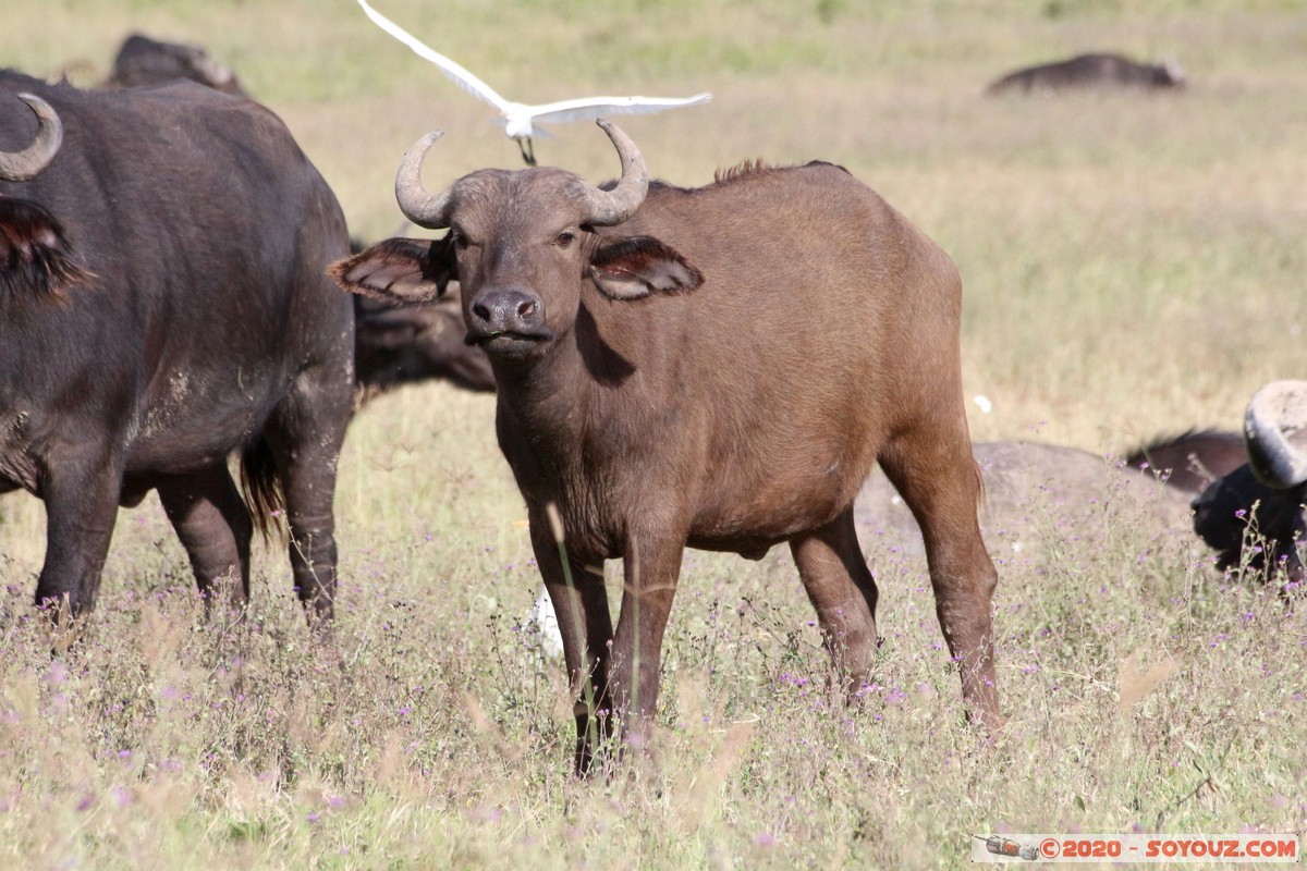 Lake Nakuru National Park - Buffalo
Mots-clés: KEN Kenya Nakuru Nderit Lake Nakuru National Park Buffle animals