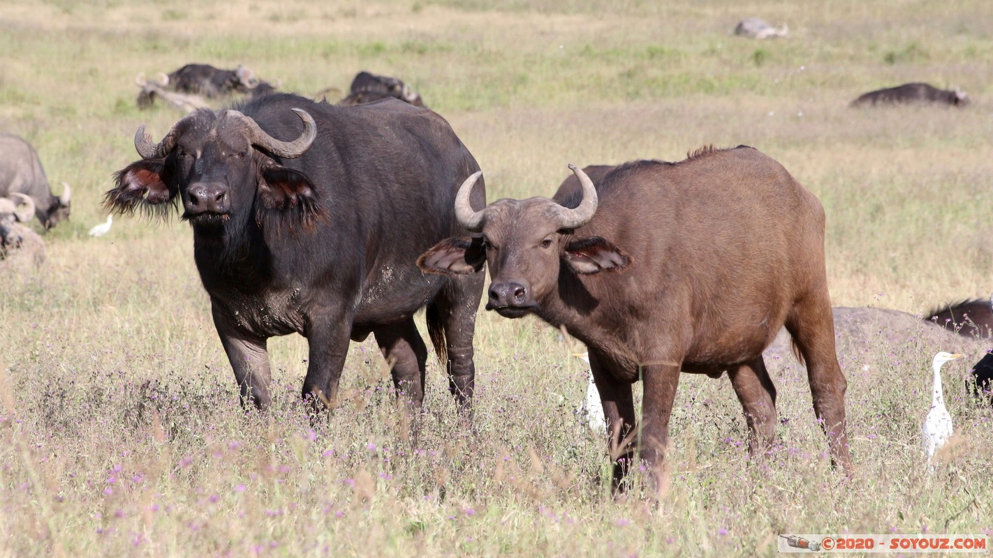Lake Nakuru National Park - Buffalo
Mots-clés: KEN Kenya Nakuru Nderit Lake Nakuru National Park Buffle animals