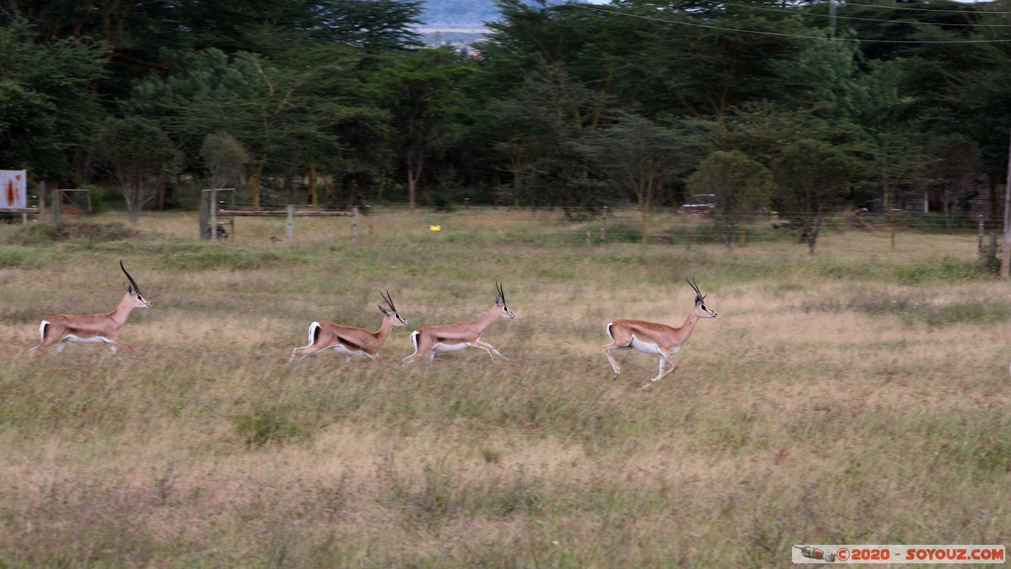 Lake Nakuru National Park - Thomson's gazelle
Mots-clés: KEN Kenya Nakuru Nderit Lake Nakuru National Park Thomson's gazelle animals