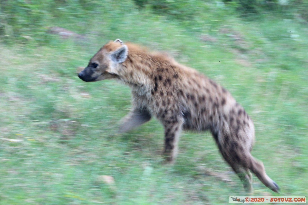 Lake Nakuru National Park - Hyena
Mots-clés: KEN Kenya Nakuru Nderit Lake Nakuru National Park animals Hyene tachetee