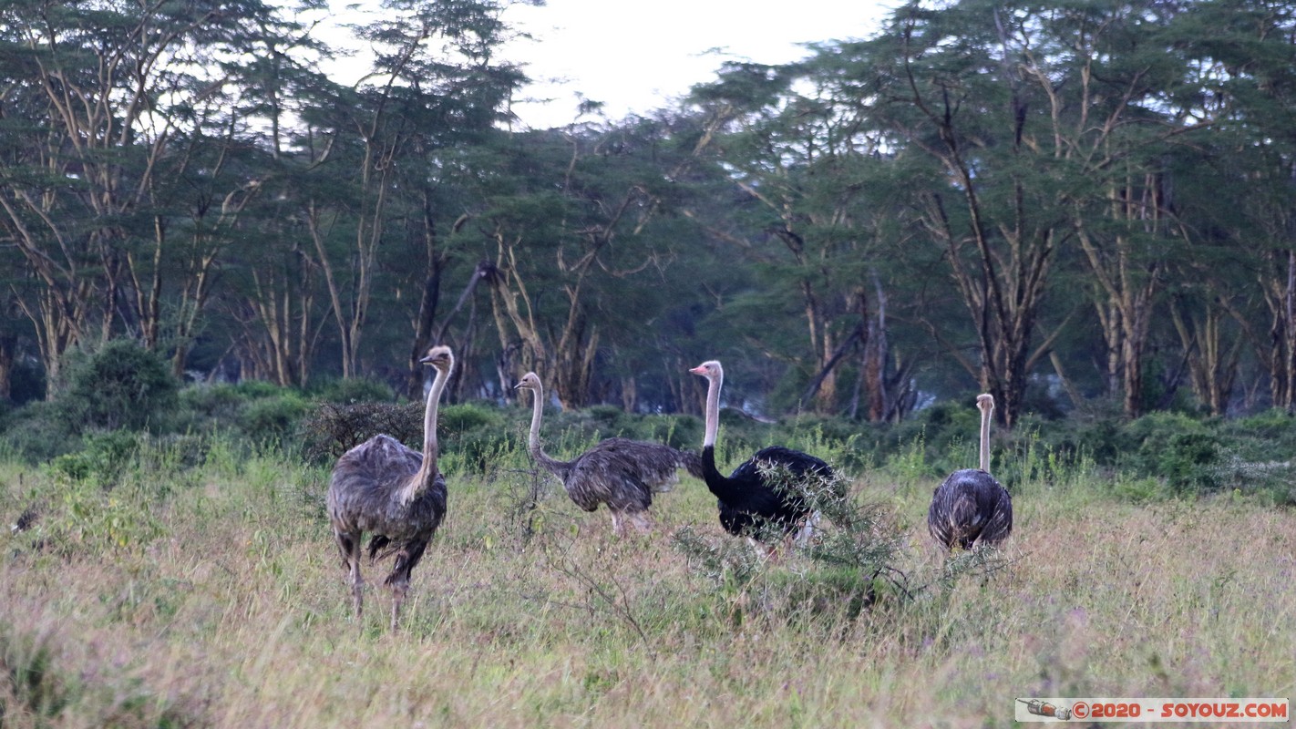 Lake Nakuru National Park - Ostreich
Mots-clés: KEN Kenya Nakuru Nderit Lake Nakuru National Park animals Autruche oiseau