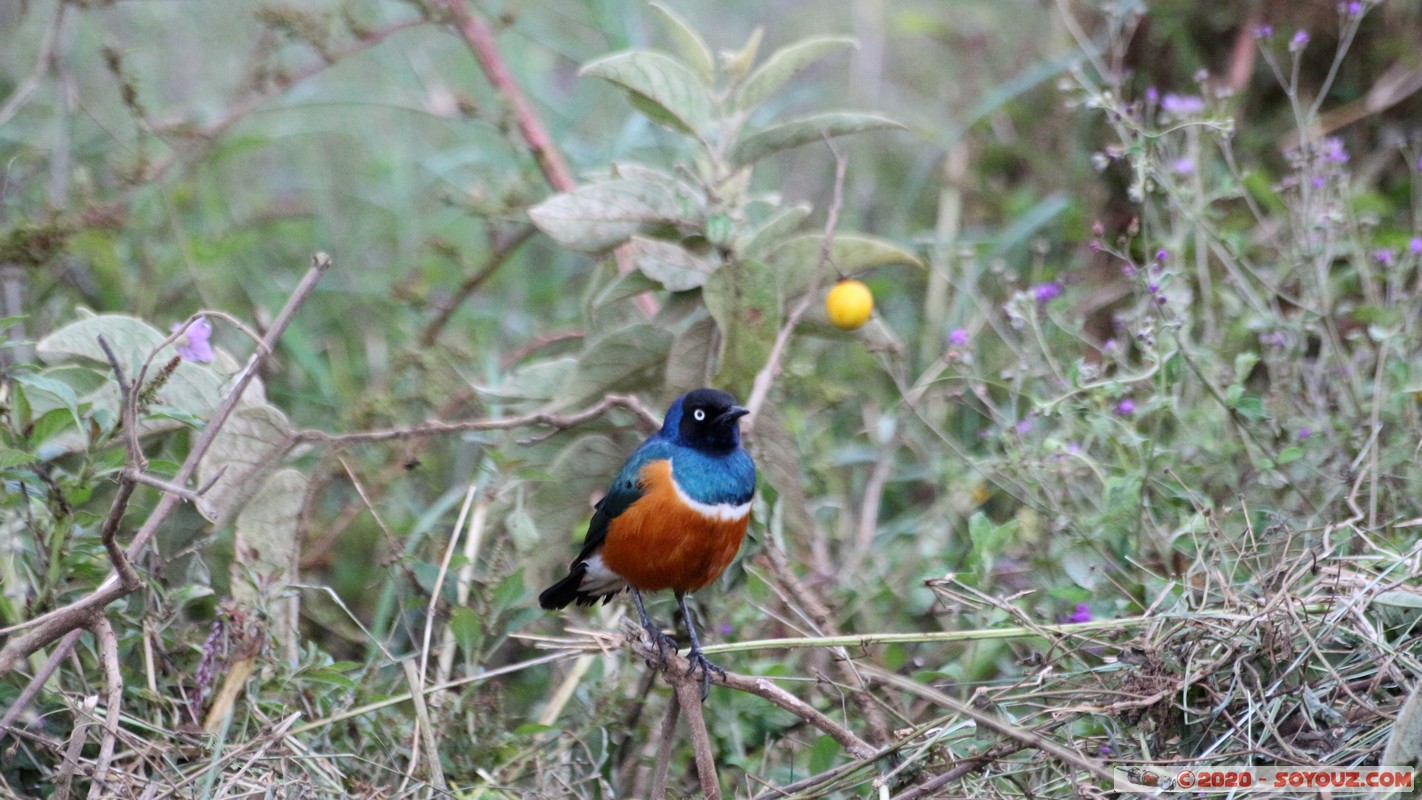 Lake Nakuru National Park - Superb Starling Bird
Mots-clés: KEN Kenya Nakuru Nderit Lake Nakuru National Park Superb Starling Bird oiseau animals